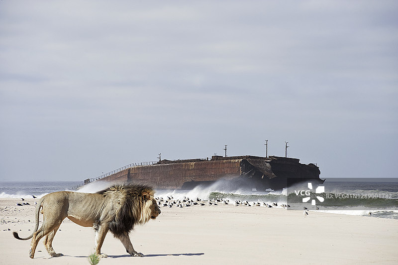 海滩上的狮子数字合成图像图片素材
