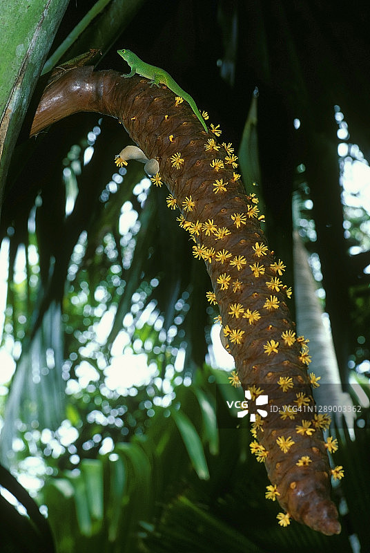 马埃谷日间壁虎，塞舌尔普拉兰岛图片素材