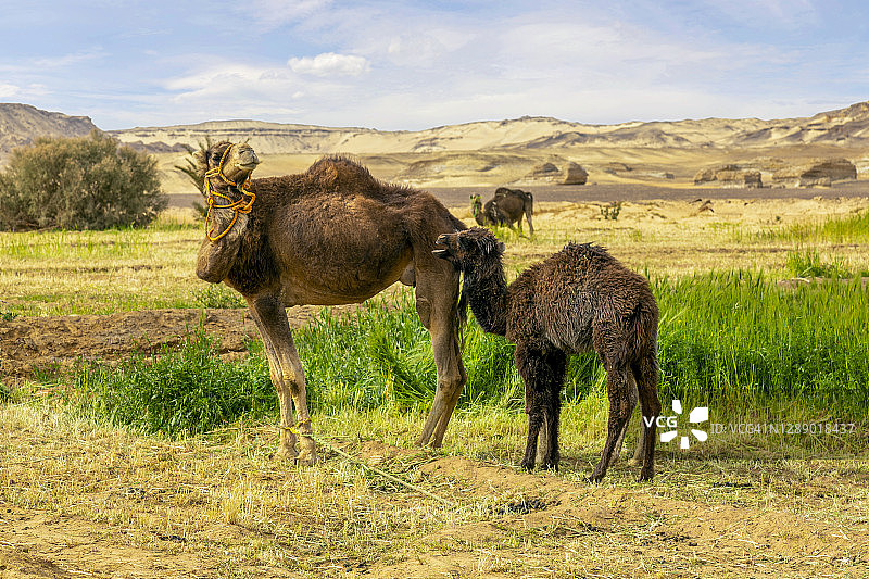 单峰骆驼图片素材
