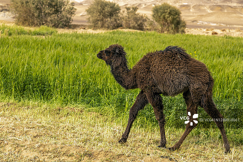 小单峰骆驼图片素材