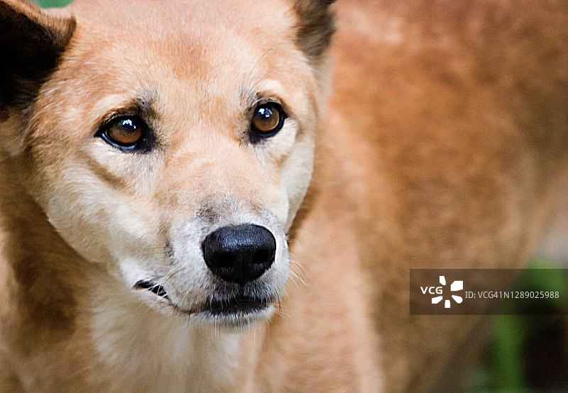 澳洲野狗特写图片素材