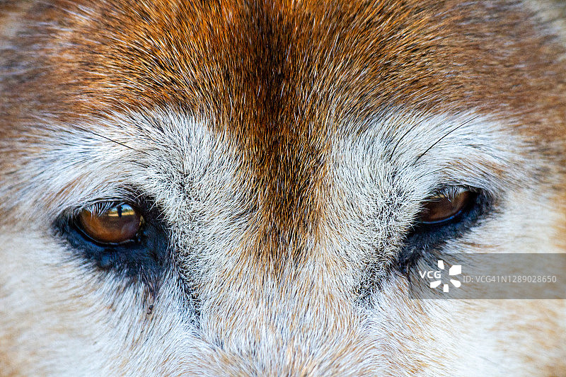 澳洲野狗的眼睛图片素材