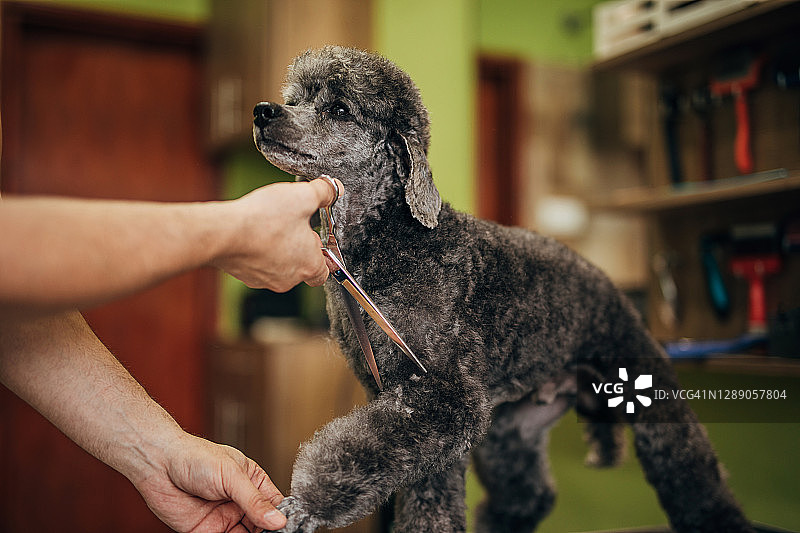 男宠物美容师用剪刀修剪灰色贵宾犬图片素材