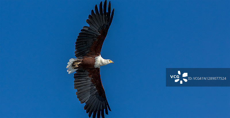 非洲海雕在晴朗的天空飞翔图片素材
