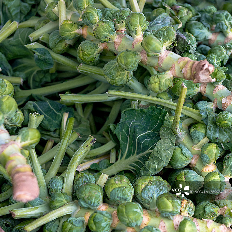 带梗的新鲜球芽甘蓝图片素材