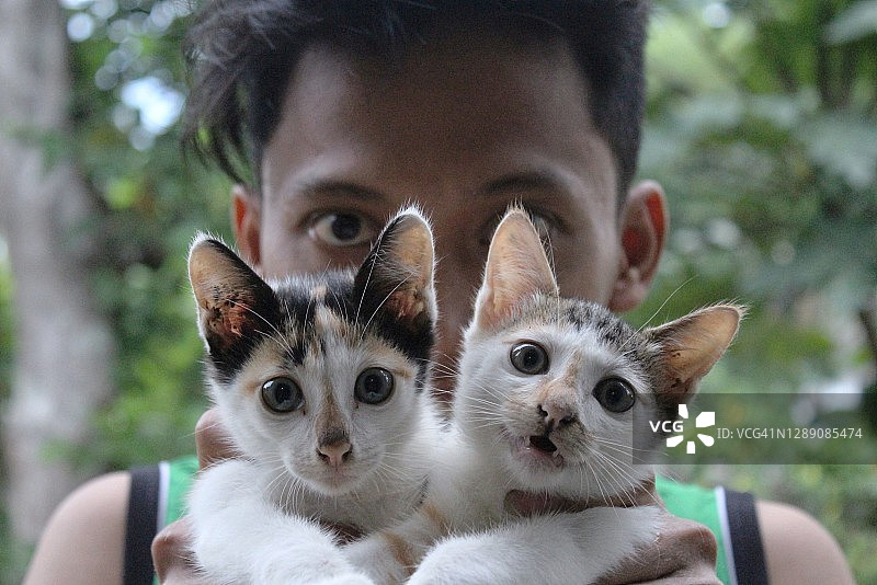 小猫看着镜头图片素材