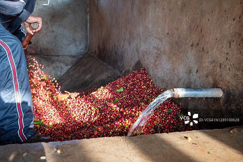 咖啡樱桃图片素材