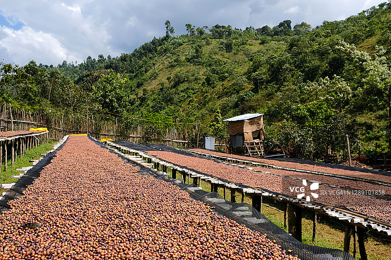 待加工的咖啡樱桃图片素材