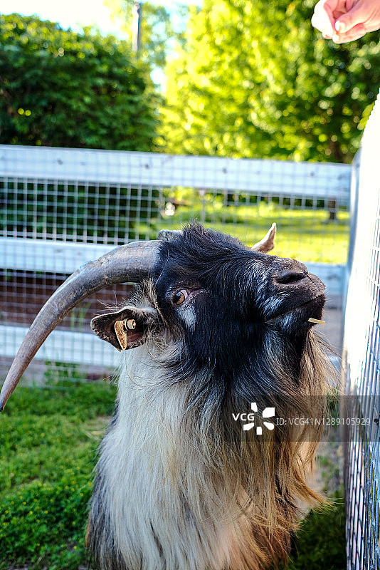 围栏里的山羊图片素材