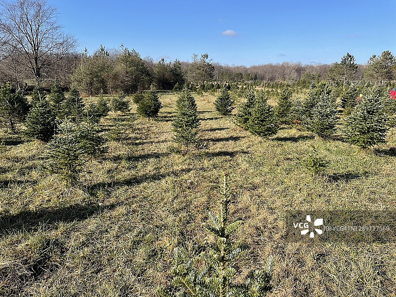 圣诞树农场图片素材