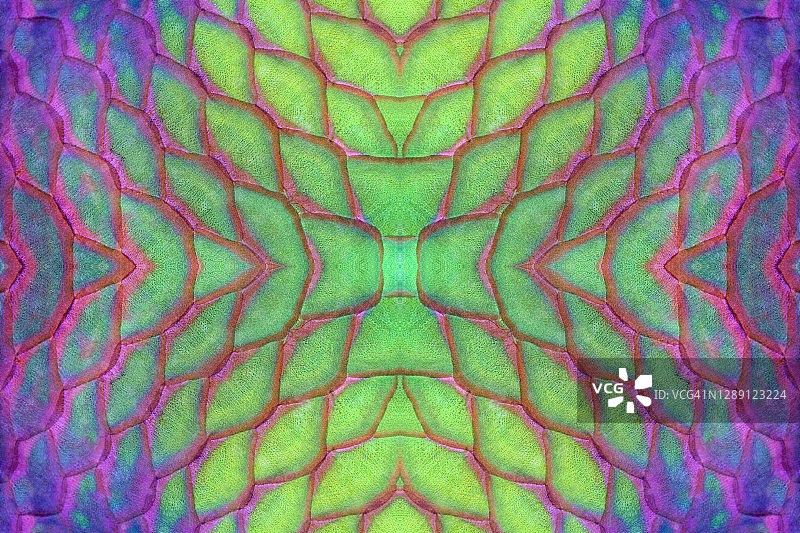 照片蒙太奇：锈头鹦嘴鱼（Scarus ferrugineus），又名蓝带鹦嘴鱼，细节，图表，红海，埃及图片素材