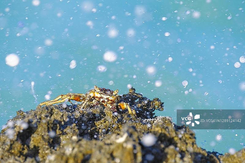 攀附在悬崖上的螃蟹（Grapsus albolineatus），坦桑尼亚，桑给巴尔图片素材