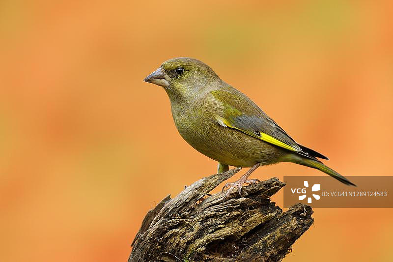 欧洲金翅雀雄鸟栖息在枯木上图片素材