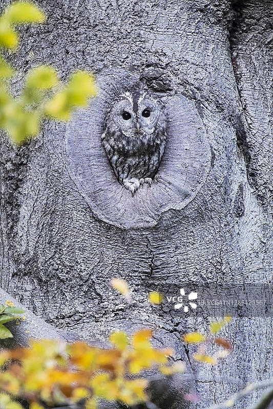 褐林鸮，德国黑森州图片素材