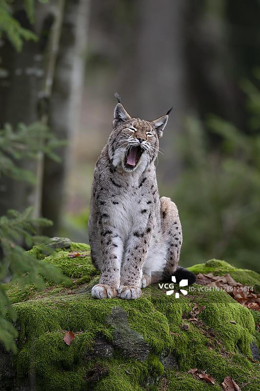 欧亚猞猁在巴伐利亚森林国家公园岩石上打哈欠图片素材