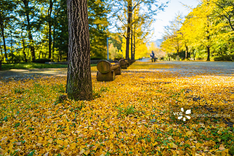 公园里的秋季黄色银杏树图片素材