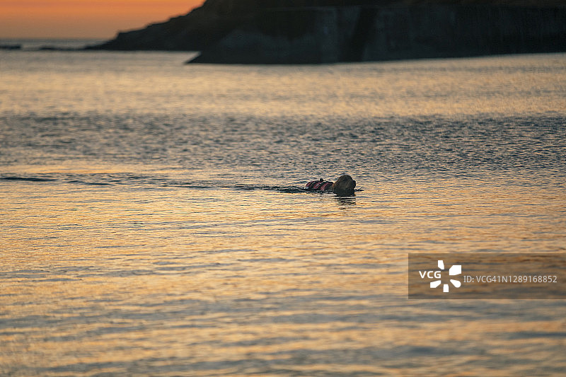 水中畅游图片素材