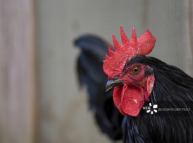 木头里的鸡图片素材