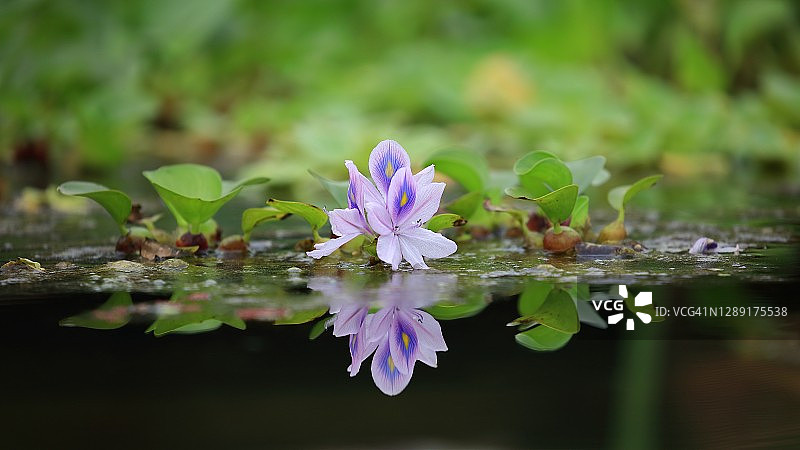 凤眼蓝图片素材