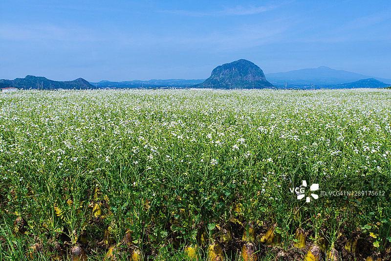 韩国济州岛山房山油菜花田景色图片素材