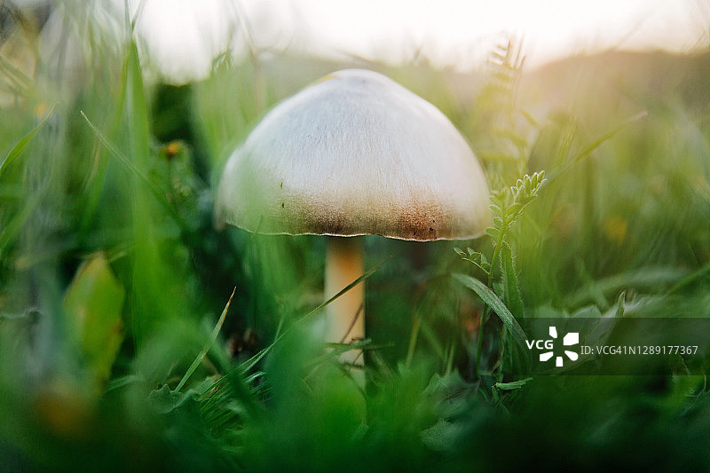 森林里的野生蘑菇图片素材