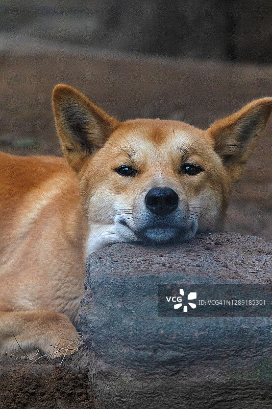 休息中的澳洲野犬图片素材