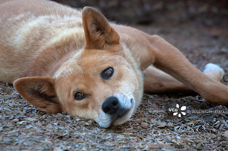 休息中的澳洲野犬图片素材