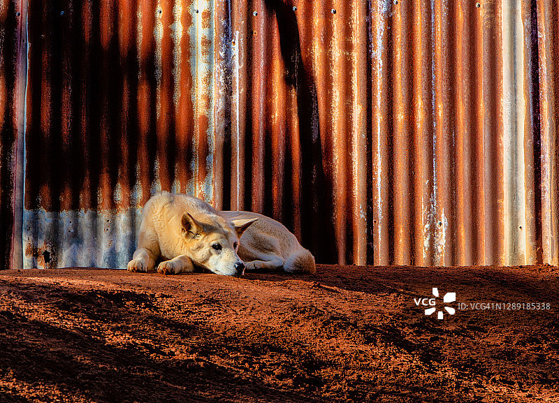 休息中的澳洲野犬图片素材