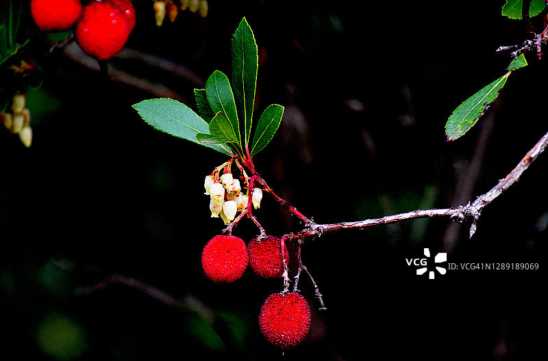 法国杨梅果实图片素材