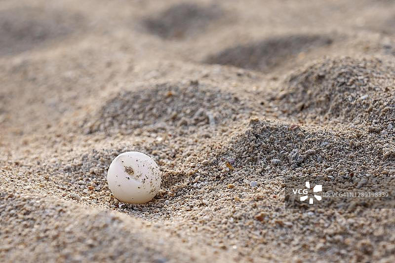 绿海龟蛋（学名：Chelonia Mydas），沙滩，马来西亚婆罗洲锡灵岸岛图片素材