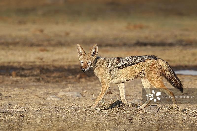 黑背胡狼，埃托沙国家公园，纳米比亚图片素材