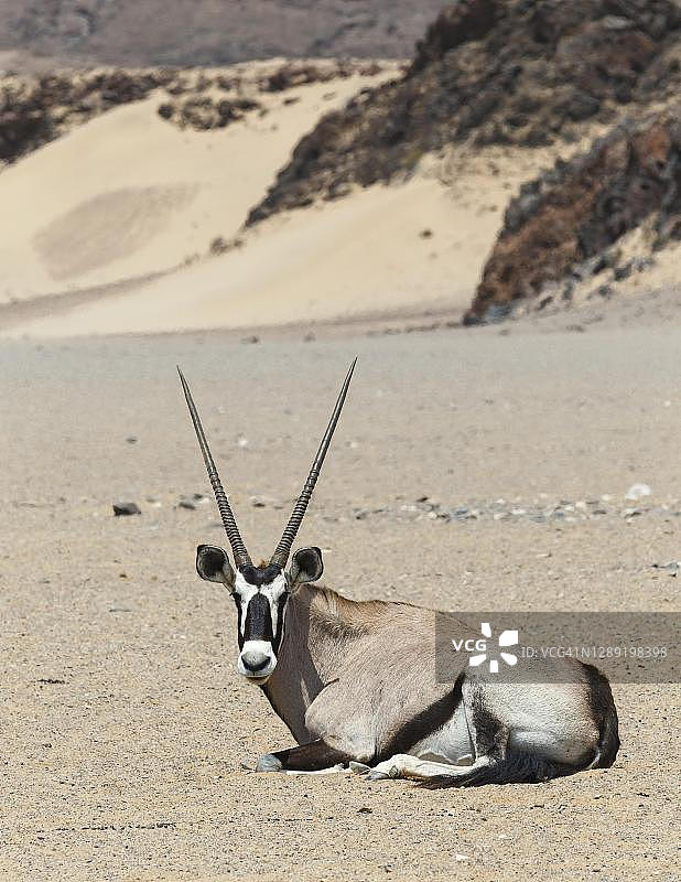 纳米比亚达马拉兰，霍尼布河干河床上的南非剑羚图片素材