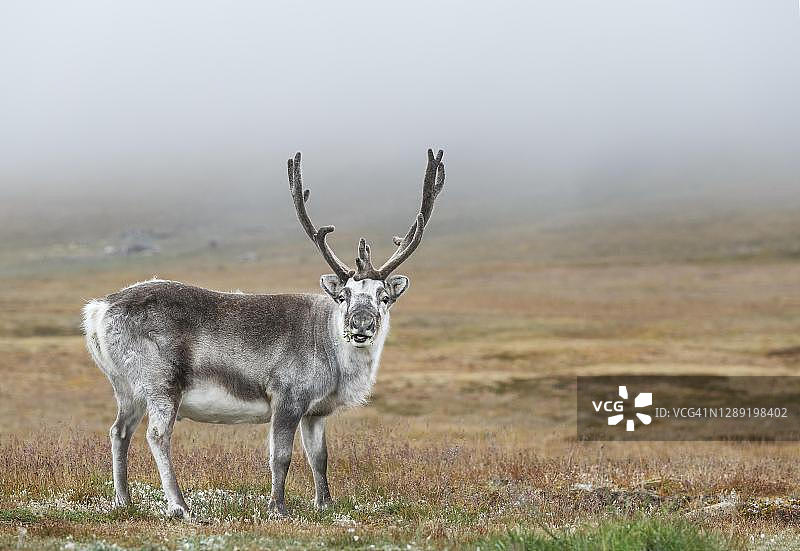 斯瓦尔巴特驯鹿，朗伊尔城，斯匹次卑尔根群岛，挪威图片素材