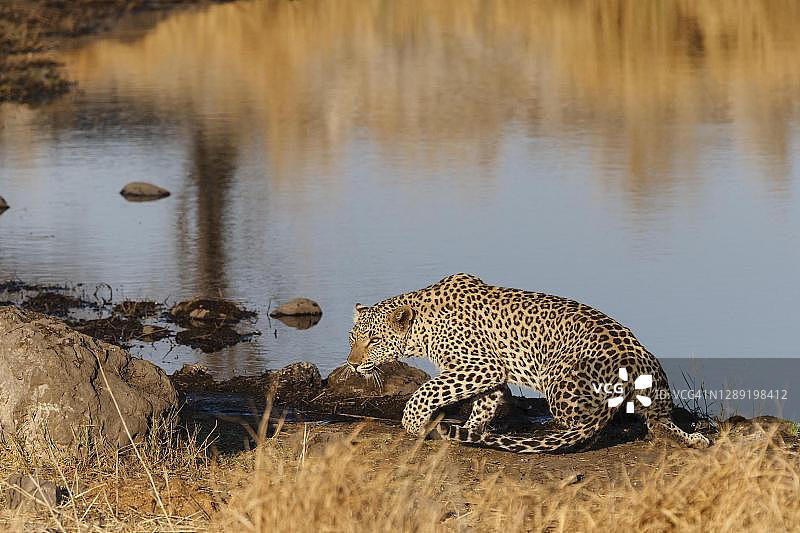纳米比亚埃托沙国家公园水塘边的豹子图片素材