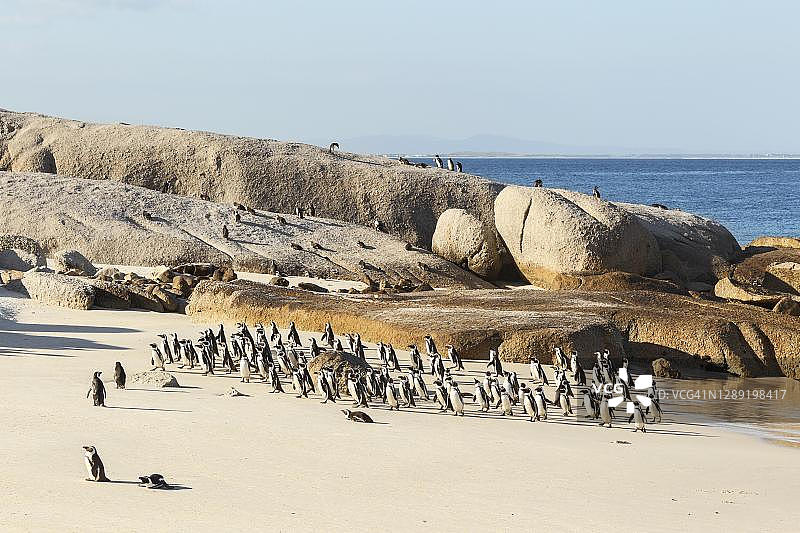 非洲企鹅（Spheniscus demersus），许多从海里返回，沙滩，南非西开普省巨石海滩图片素材