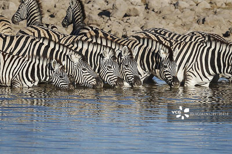 纳米比亚埃托沙国家公园水坑边饮水的斑马图片素材