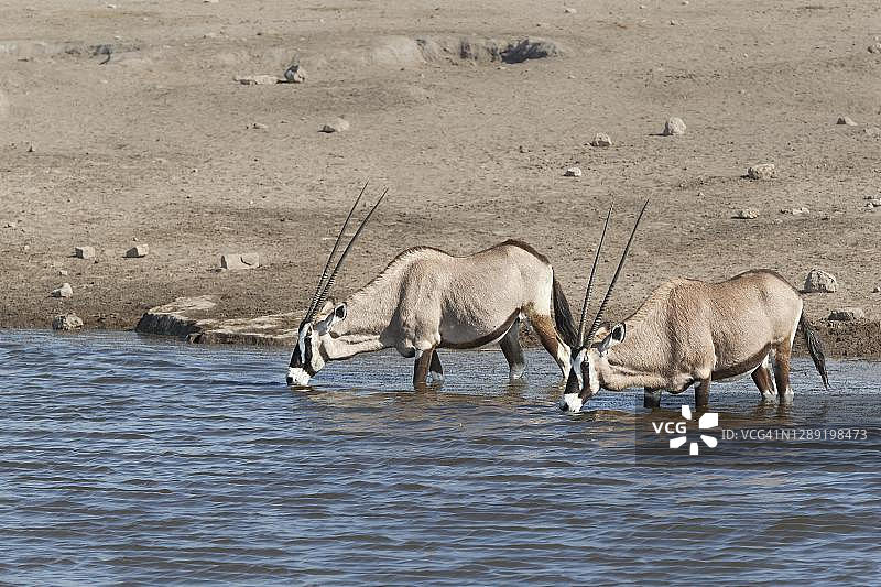 纳米比亚埃托沙国家公园：两只成年弯角剑羚在水坑边饮水图片素材