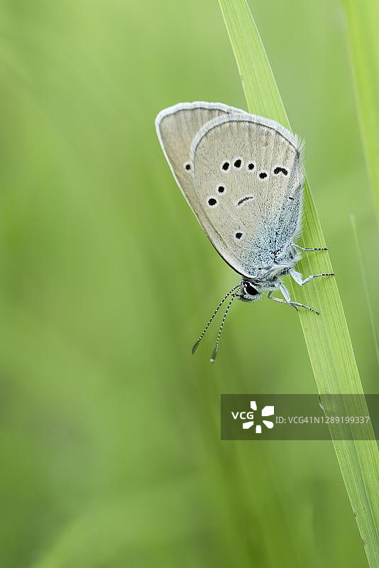 瑞士图尔高，带有露水的草叶上的绡翅蝶（灰蝶科）图片素材