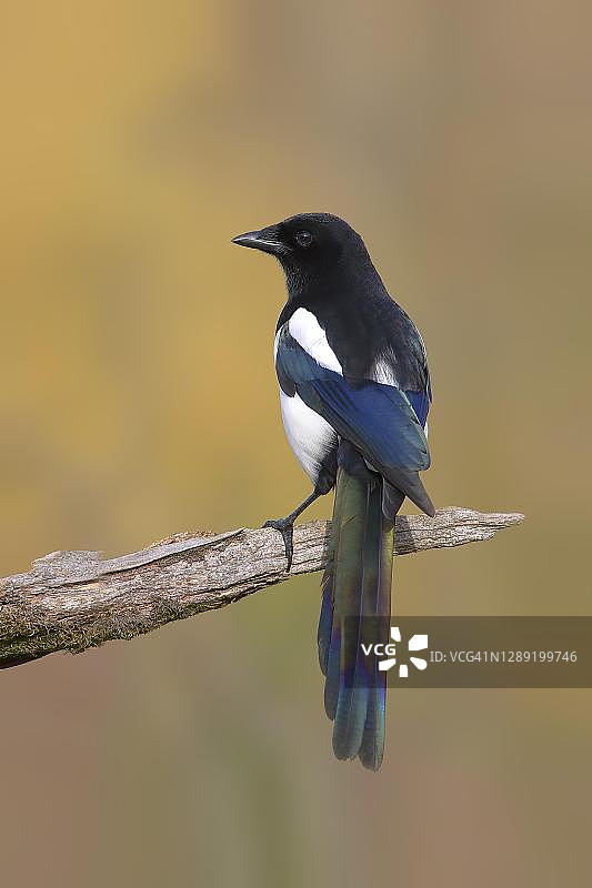 德国北莱茵-威斯特法伦站在苔藓树枝上的欧洲喜鹊图片素材