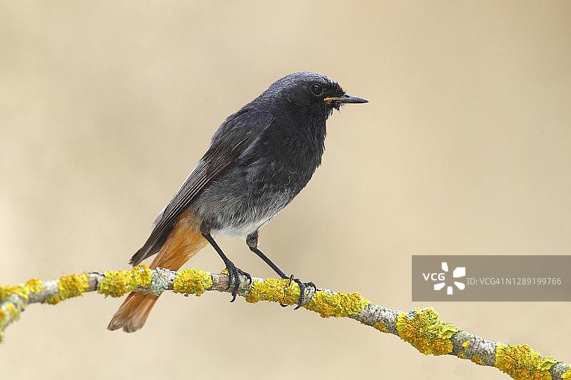 红尾鸲（雄性）站在树枝上（奥地利诺伊锡德尔湖国家公园）图片素材