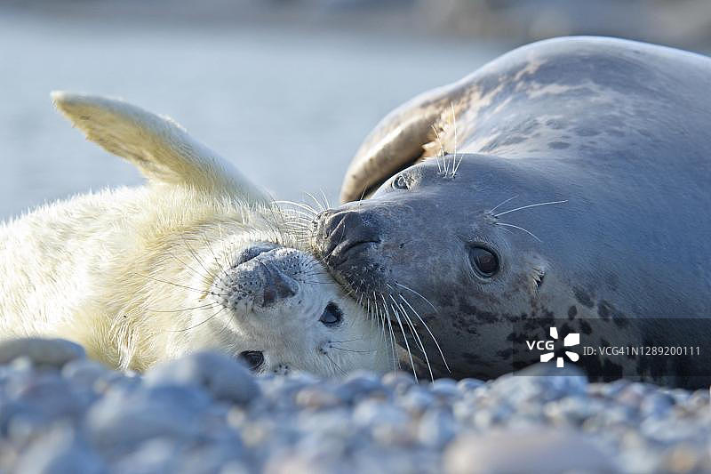 格陵兰海豹母子，德国黑尔戈兰岛图片素材