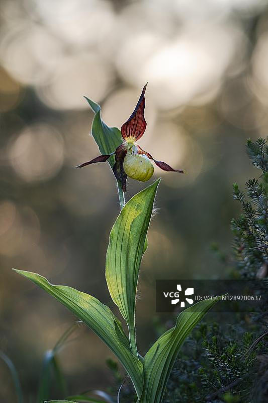 黄色杓兰，瑞士施维茨州图片素材