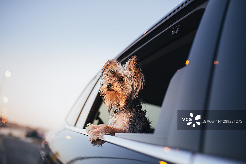 看着车窗外的约克夏梗犬图片素材