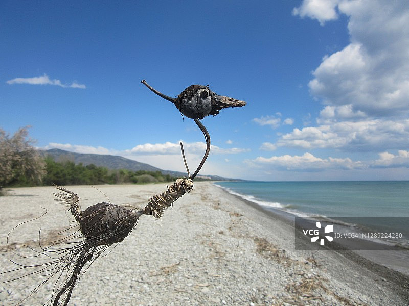 木制动物图片素材