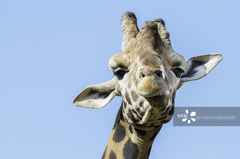 对着镜头做鬼脸的可爱长颈鹿肖像图片素材