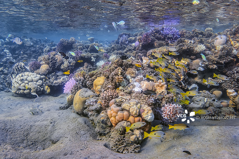 红海拉哈米湾珊瑚礁热带鱼群海底生物图片素材