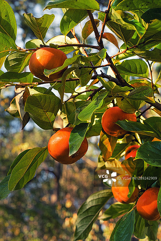 柿子树枝图片素材