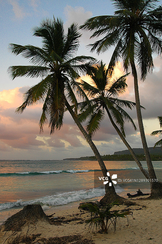 多米尼加共和国萨马纳拉斯加莱拉斯日落时分的棕榈树图片素材
