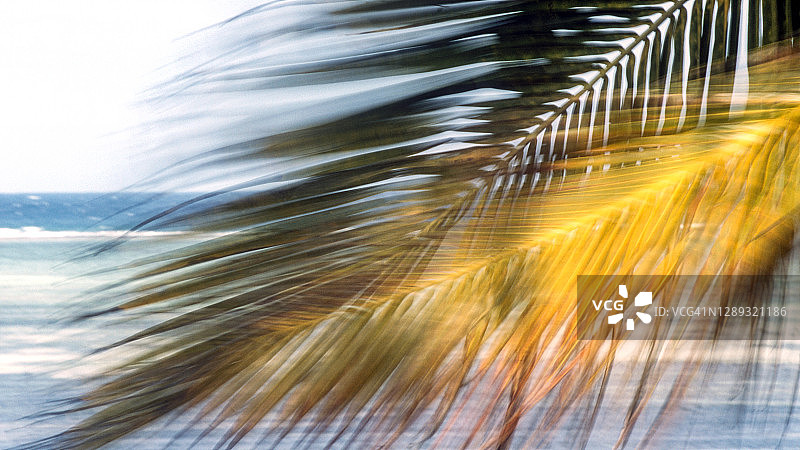 桑给巴尔的椰子树图片素材