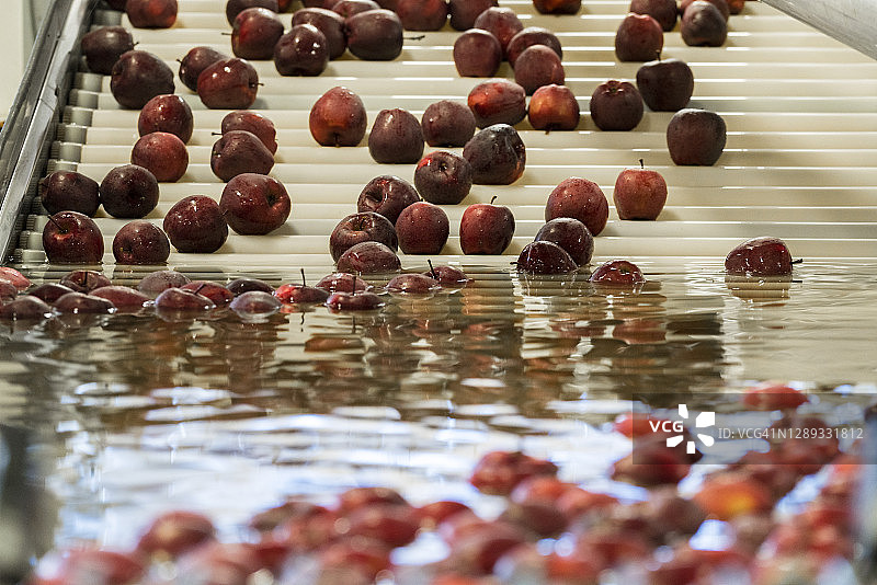 意大利瓦尔泰利纳的清洗苹果图片素材